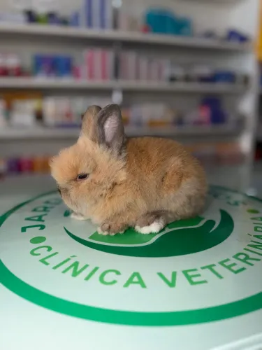 Coelhos Mini Lion