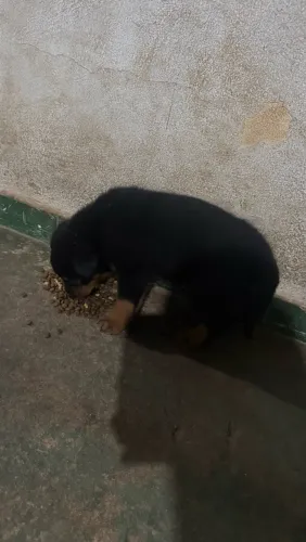Cachorro