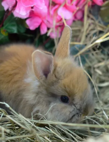 Coelho mini Lion dourado machos e fêmeas filhotes com veterinário responsável