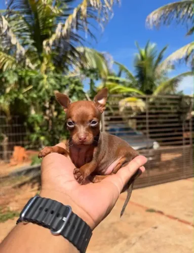 Pinscher 0 miniatura -Parcelamos em até 12x no cartão 