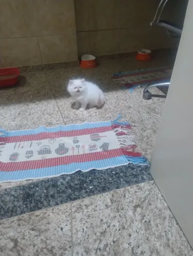 Lindo gato persa machinho ,super carinhoso e ótima companhia pra crianças e idosos