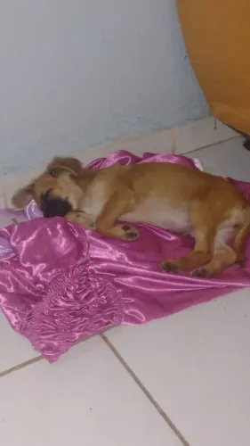 Cachorrinha pra doar