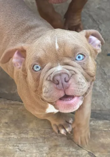 American Bully 4 meses pocket fêmea 