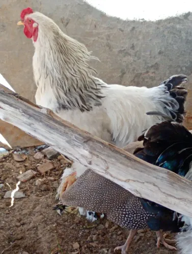 Troca de Galo por Galinha