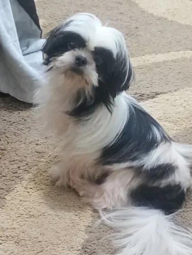 Shitzu macho mini 