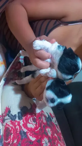 Vende se cachorro 