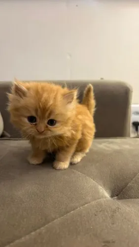 Super Promoção Gatinhos Persa red último macho