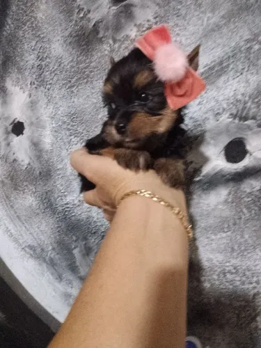 Yorkshire  baby face de luxo  e pedigree.