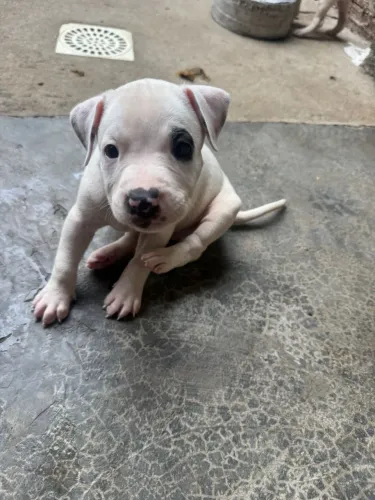 Cachorro 