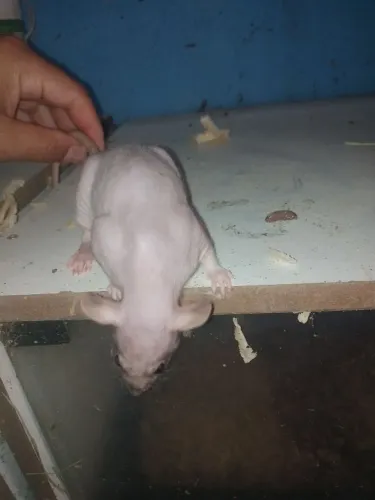 Rato Twister