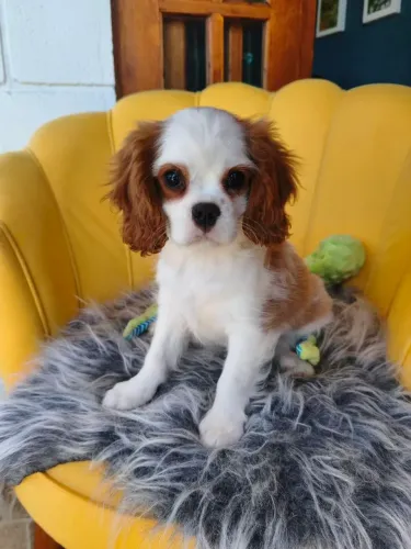 Filhote Macho de Cavalier King Charles Spaniel