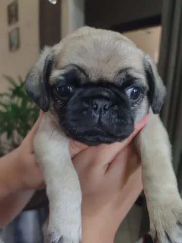 Pug