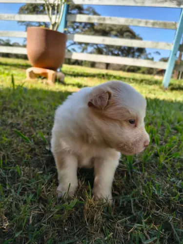 Border Collie Vermelho Australiano