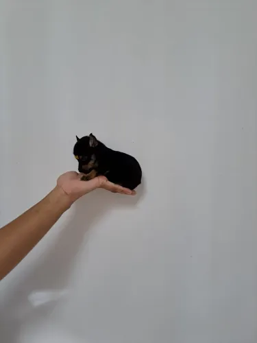 Belos filhotes de pinscher 0