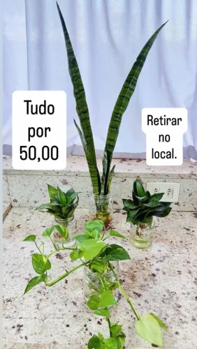 PLANTAS