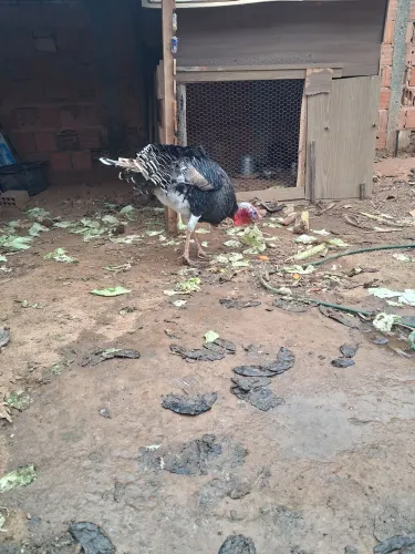 Peru macho