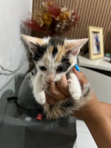 Gato para adoção 