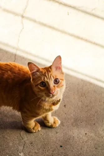 Doa-se Gatinho Laranja/ Gato para adoção