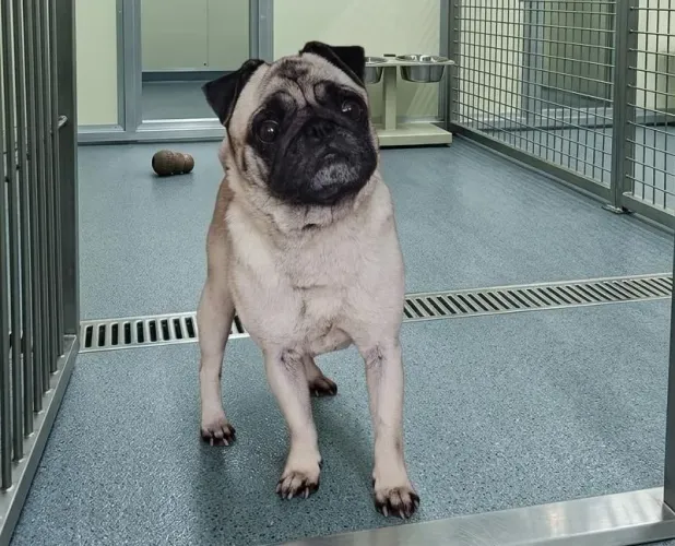Pug