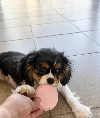 Cavalier king tricolor com 4 meses 