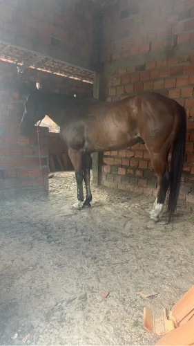 Vendo cavalo de milha