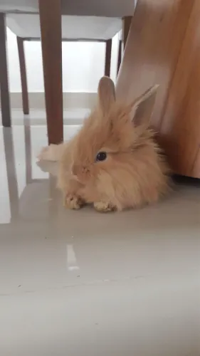 Vendo coelho