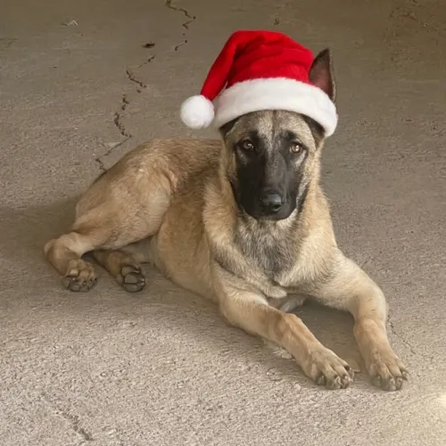 Procuro Machp de Pastor Belga Malinois para cruza
