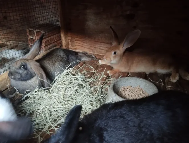 Filhotes de coelhos gigantes 