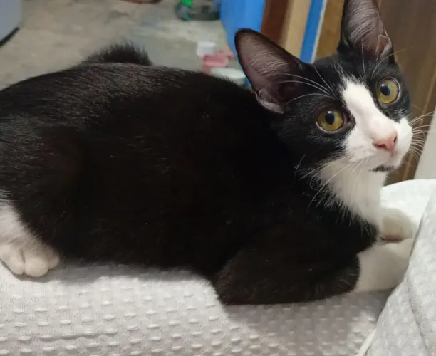 Gatinha para adoção