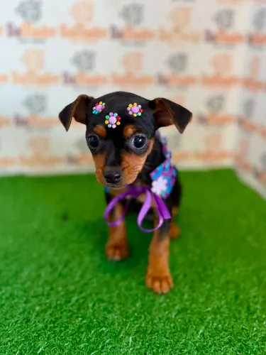 Pinscher Fêmea