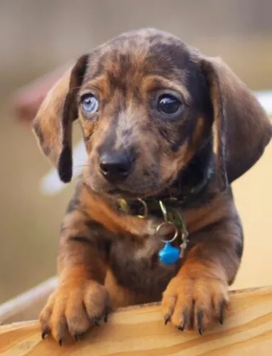 Basset teckel tranquilo e ideal para familia
