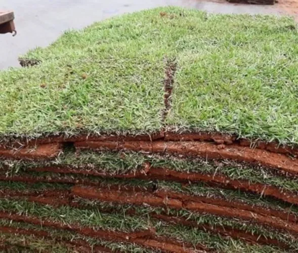 Grama esmeralda e outros