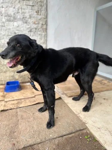 Doação de cachorro adulto 