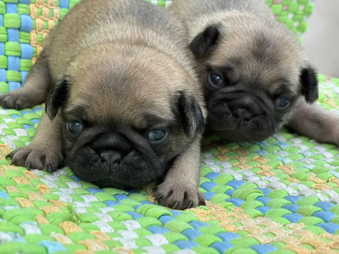 Filhote de Pug macho