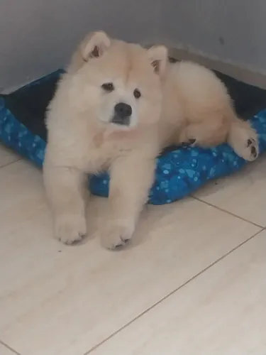 Filhote de chow chow puro