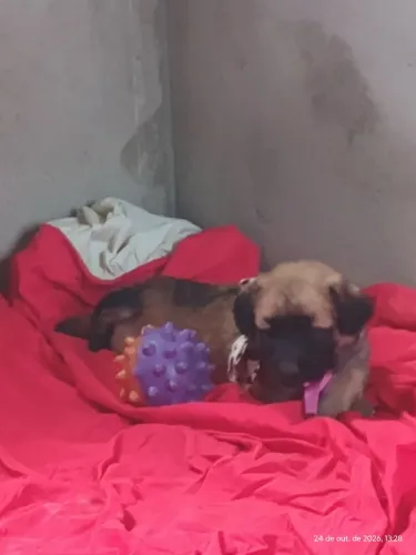 Doação de Filhotes de Cachorro