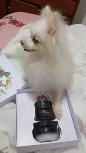 Macho para cruza Spitz alemão anão