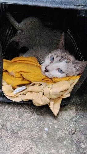 Doação ou lar temporário de gatinha mãe
