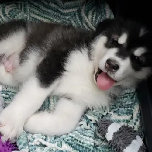 Husky siberiano Um novo xodó pode começar assim