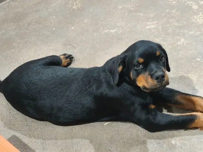 Venda rottweiler fêmea