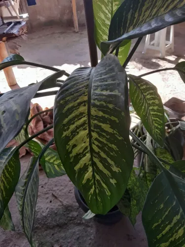 Plantas já pegadas