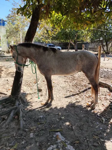 Vendo cavalo castrado MM
