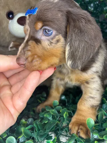 Linguicinha mini Alerquin Chocomerle 