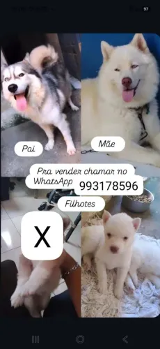 Filhote de Husky Siberiano
