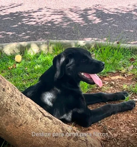 Doa-se filhote de Rottweiler com Golden