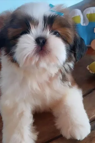 Neném shih tzu/shitzu saudável de linhagem especial selecionada