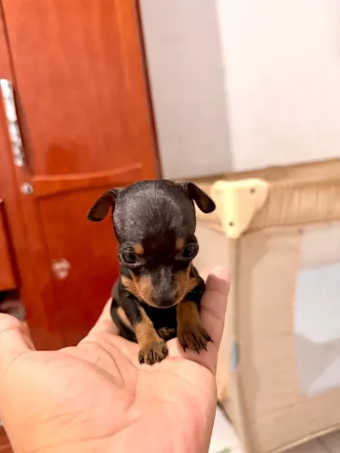 Pinscher miniatura fêmea e macho