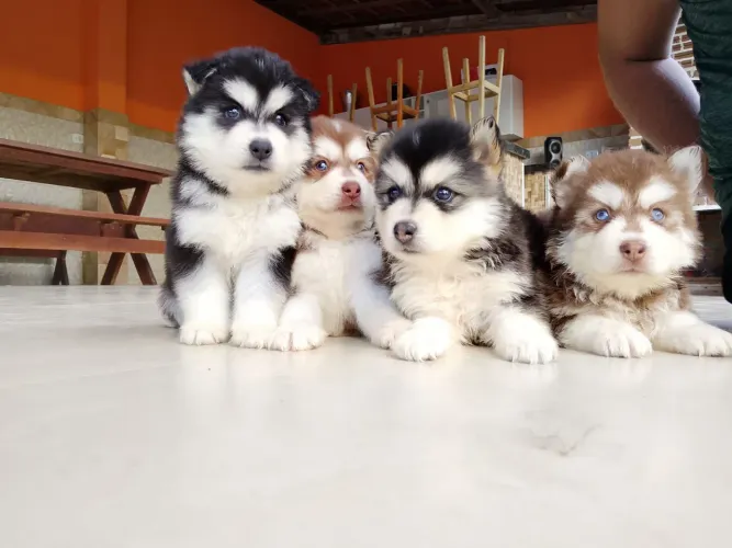 Vendo filhotes de husky siberiano
