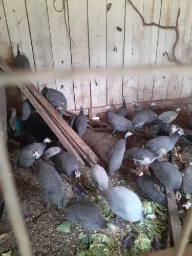 Galos...galinhas e angolas