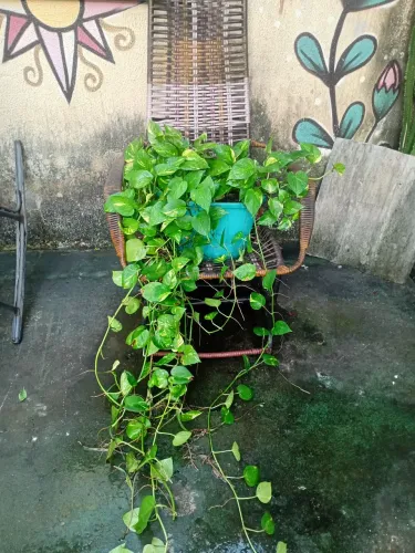 Planta Giboia